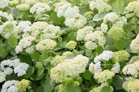 Attēlu rezultāti vaicājumam “Hydrangea arborescens subsp. discolor”