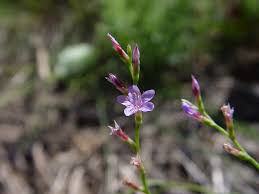 Attēlu rezultāti vaicājumam “Plumbaginaceae”