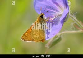 Attēlu rezultāti vaicājumam “Ochlodes sylvanus underside”