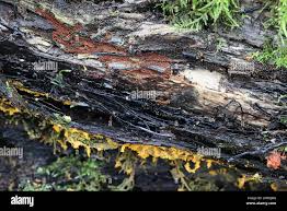 Attēlu rezultāti vaicājumam “Trichia scabra spores”