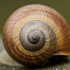 Attēlu rezultāti vaicājumam “Helicidae”