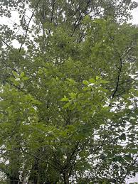 Attēlu rezultāti vaicājumam “Populus x gileadensis leaf”