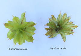 Attēlu rezultāti vaicājumam “Syntrichia”