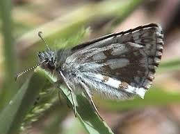 Attēlu rezultāti vaicājumam “Pyrgus serratulae underside”