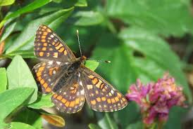 Attēlu rezultāti vaicājumam “Euphydryas maturna underside”