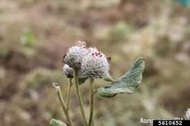 Attēlu rezultāti vaicājumam “Arctium tomentosum flower”