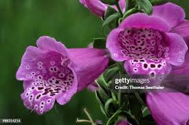 Image result for Fingerhut