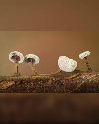 Attēlu rezultāti vaicājumam “Didymium clavus”