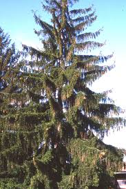 Attēlu rezultāti vaicājumam “Picea abies leaf”