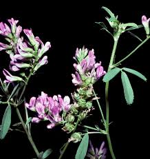 Attēlu rezultāti vaicājumam “Medicago sativa subsp. sativa flower”