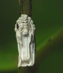 Attēlu rezultāti vaicājumam “Orthezia urticae”