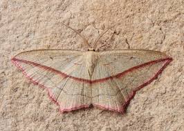 Attēlu rezultāti vaicājumam “Timandra comae”