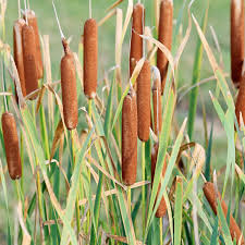 Attēlu rezultāti vaicājumam “Typha latifolia”