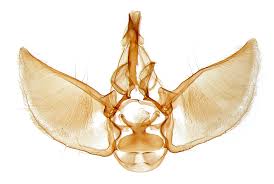 Attēlu rezultāti vaicājumam “Eupithecia succenturiata”