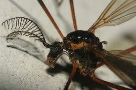 Attēlu rezultāti vaicājumam “Dictenidia bimaculata”