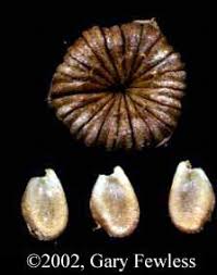 Attēlu rezultāti vaicājumam “Alisma plantago-aquatica fruit”