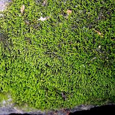 Attēlu rezultāti vaicājumam “Leskea polycarpa”