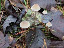 Attēlu rezultāti vaicājumam “Mycena”