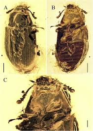 Attēlu rezultāti vaicājumam “Grynocharis oblonga”