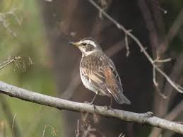 Image result for Turdus eunomus