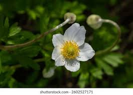 Attēlu rezultāti vaicājumam “Anemone sylvestris leaf”