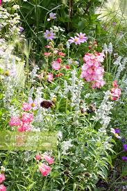 Image result for Tanacetum parthenium 'Tetraweiss'