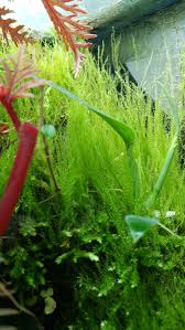 Attēlu rezultāti vaicājumam “Amblystegium serpens”