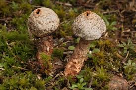 Attēlu rezultāti vaicājumam “Tulostoma fimbriatum”