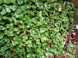 Attēlu rezultāti vaicājumam “Reboulia hemisphaerica”