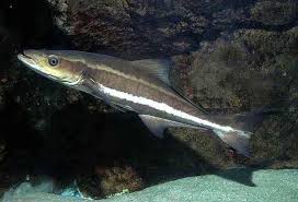 Image result for Rachycentron canadum