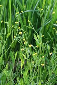 Attēlu rezultāti vaicājumam “Ranunculus flammula”