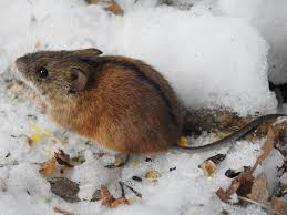 Attēlu rezultāti vaicājumam “Apodemus agrarius”