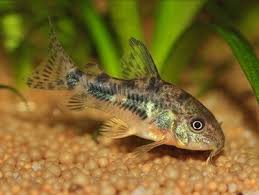 Image result for fish corydoras