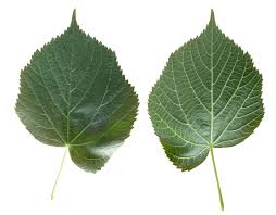 Attēlu rezultāti vaicājumam “Tilia platyphyllos Laciniata leaf”