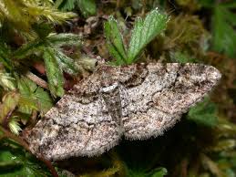 Attēlu rezultāti vaicājumam “Cleora cinctaria”