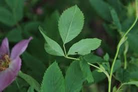 Attēlu rezultāti vaicājumam “Rosa majalis”