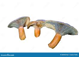 Attēlu rezultāti vaicājumam “Lactarius deterrimus”