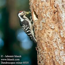 Attēlu rezultāti vaicājumam “Dendrocopos minor”