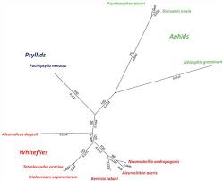 Attēlu rezultāti vaicājumam “Aleurochiton aceris”