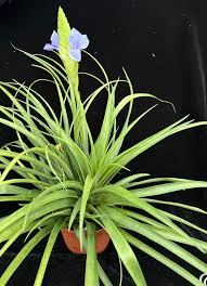 Image result for tillandsia umbellata