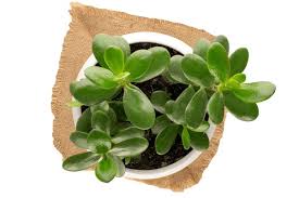 Attēlu rezultāti vaicājumam “Crassulaceae”