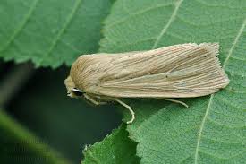 Attēlu rezultāti vaicājumam “Mythimna impura”