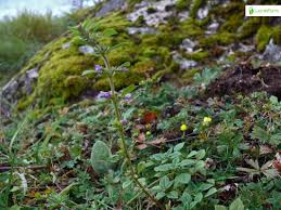 Attēlu rezultāti vaicājumam “Acinos arvensis leaf”