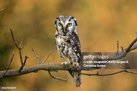 Attēlu rezultāti vaicājumam “Aegolius funereus adult”