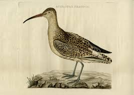 Attēlu rezultāti vaicājumam “Numenius phaeopus”
