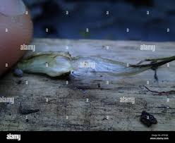 Attēlu rezultāti vaicājumam “Isoetes echinospora”