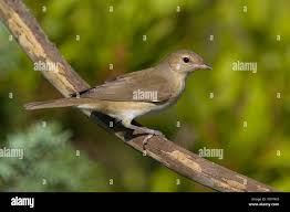 Attēlu rezultāti vaicājumam “Sylvia borin adult”