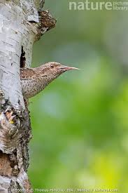 Attēlu rezultāti vaicājumam “Jynx torquilla adult”