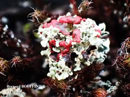 Attēlu rezultāti vaicājumam “Cladonia coccifera”