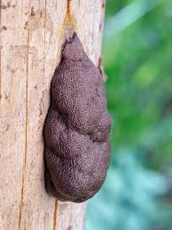 Attēlu rezultāti vaicājumam “Amaurochaete atra macro”